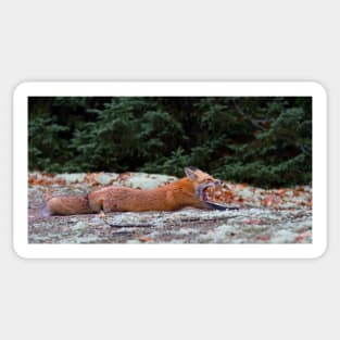 Red Fox Stretch - Algonquin Park, Canada Sticker